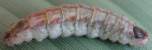 Larvae